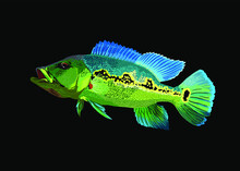 Cichla Ocellaris.pbass Fish, Exotic Fish, Fresh Water Fish, Vector