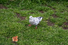 A White Pigeon Or Dove Columba Livia Walks Across The Grass To A Piece Of Bread.