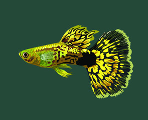 Wall Mural - Yellow leopard guppy fish,beautiful fish, male guppy, vector