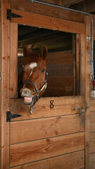 Wall Mural - Horse In Nature - Concept For Wildlife, Ranch And Power