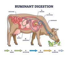 Ruminant Digestion System With Inner Digestive Structure Outline Diagram. Labeled Educational Scheme With Rumen, Reticulum, Omasum And Abomasum Process Stages Vector Illustration. Veterinary Biology.