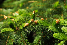 Evergreen Foliage Spring Background Texture. Bright Spring Green Shoots And Buds On A Pine Tree.