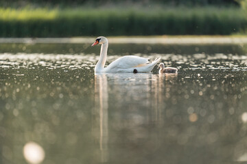 Poster - Closeup shot of a swan on a lake