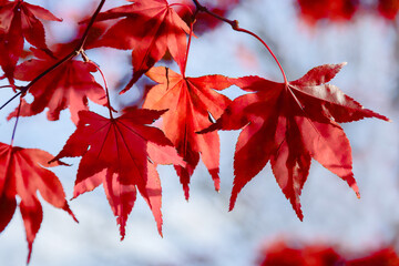 Wall Mural - Bright red Acer leaves in the autumn sunshine