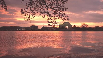 Sticker - The Tidal Basin during sunrise with stage 5 cherry blossoms and the Jefferson Memorial in the background.