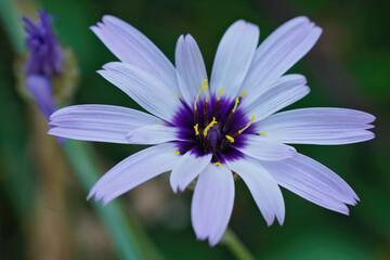 Poster - Detailed closeup on a colorful blue Cupid's dart flower, Catananche caerulea