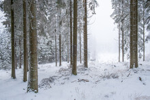 Glade in a snowy coniferous forest in winter