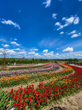 Field Of Tulips And Blue Sky