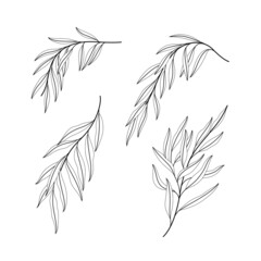 illustration of willow branch. set of branches with leaves. contour vector illustration.