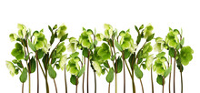 Green Hellebore Flowers, Buds And Leaves In A Floral Border Arrangement Isolated