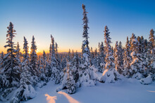 Sunset Between Snow Covered Fir Trees Somewhere In The Chic-chocs Mountains, Gaspesie, QC, Canada