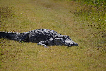 Poster - American alligator sunbathing on the grass