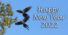 Happy New Year 2022, Hyacinth Macaw, Blue Bird, Aniimal, Pantanal, Wildlife, Brazil, Swamp