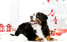 Bernese Mountain Dog On New Year's Background