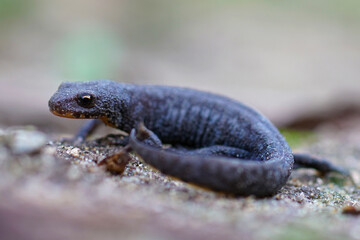 Sticker - Soft full body shot of a subadult female alpine newt , Ichthyosaura alpestris