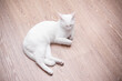 © Maria - White cat sleeping on laminate floor