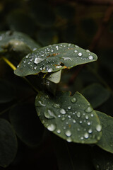 Wall Mural - Vertical shot of dewdrops on the leave