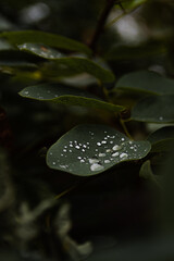 Wall Mural - Vertical shot of dewdrops on the leaves