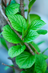 schisandra vine with new leaves climbing up