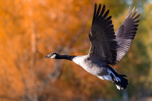 Flying Canadian Goose Against Blurred Autumnal Trees Background