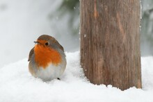 Winter Scenery With European Robin Bird Sitting In The Snow