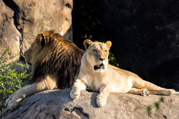 Canvas Print - Couple of lions lying on a huge rock