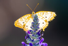Macro Shot Of A Beautiful Golden Butterfly On Purple Flowers In A Garden