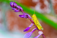 Macro Shot Of A Grasshopper On A Purple Flower Against A Blurred Background