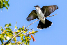 Black Swallow Bird Perching On A Tree Branch Against A Blue Sky