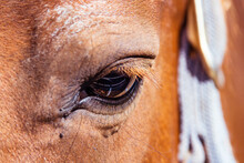 Closeup Shot Of The Eye Of A Horse