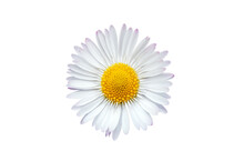 Common Daisy Blossom Isolated On White Background