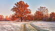 Dirt road on field, oak tree with orange leaves. Season change from autumn to winter.