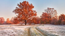 Dirt Road On Field, Oak Tree With Orange Leaves. Season Change From Autumn To Winter.