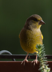 Wall Mural - Male greenfinch (Chloris chloris)