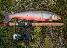 Big Fish Trophy Arctic Char Or Charr, Salvelinus Alpinus Is Lying On The Green Vegetation Next To The Fly Fishing Rod. Caught In Lapland Lake