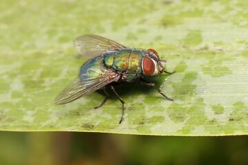 Wall Mural - Colored Housefly on a leaf