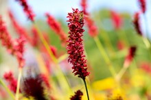 Flowers Of Red Bistort. Bistorta Amplexicaulis, The Red Bistort  Or Mountain Fleece, Is A Species Of Flowering Plant In The Buckwheat Family Polygonaceae.