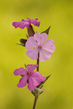 Close Up Of A The Pink Flower Of The Red Campion Or Catchfly ,  Silene Dioica