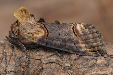 Wall Mural - Lateral closeup of the Dark Spectacle moth, Abrostola triplasia