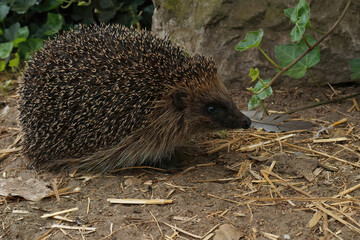 Canvas Print - Closeup on a European hedgehog, Erinaceus europaeus