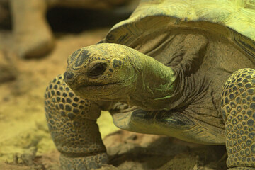 Poster - Closeup on the endagered Aldabra giant tortoise, Dipsochelys dus