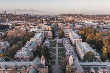 Wall Mural - Aerial view of the cherry blossoms of the University of Washington in Seattle during sunrise