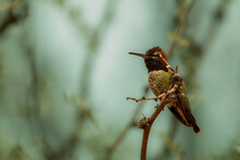 Anna Hummingbird Perched