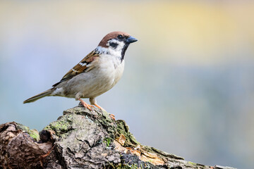 Sticker - Brown sparrow perching on a moss-covered tree branch against a blurred background