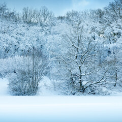 Wall Mural - winter landscape with snow covered trees .christmas background.