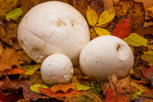 Three Giant Puffball Mushrooms Surrounded By Autumn Leaves.