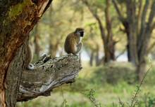 Vervet Monkey - Chlorocebus Pygerythrus - Monkey Of Cercopithecidae Native To Africa, Similar To Malbrouck (Chlorocebus Cynosuros), Sitting On The Trunk And Watching The Colourful Forest
