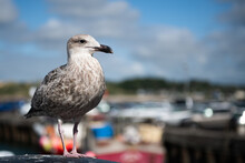 Young Seagull With Attitude