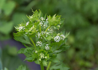 Sticker - small white flowers of the celery in the garden in spring