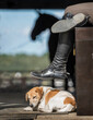 Sleeping dog and booted legs in show horse barn